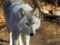 Arctic Wolf 042